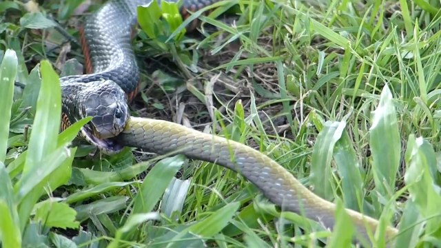 Ce serpent en train d'en avaler un autre est terrifiant