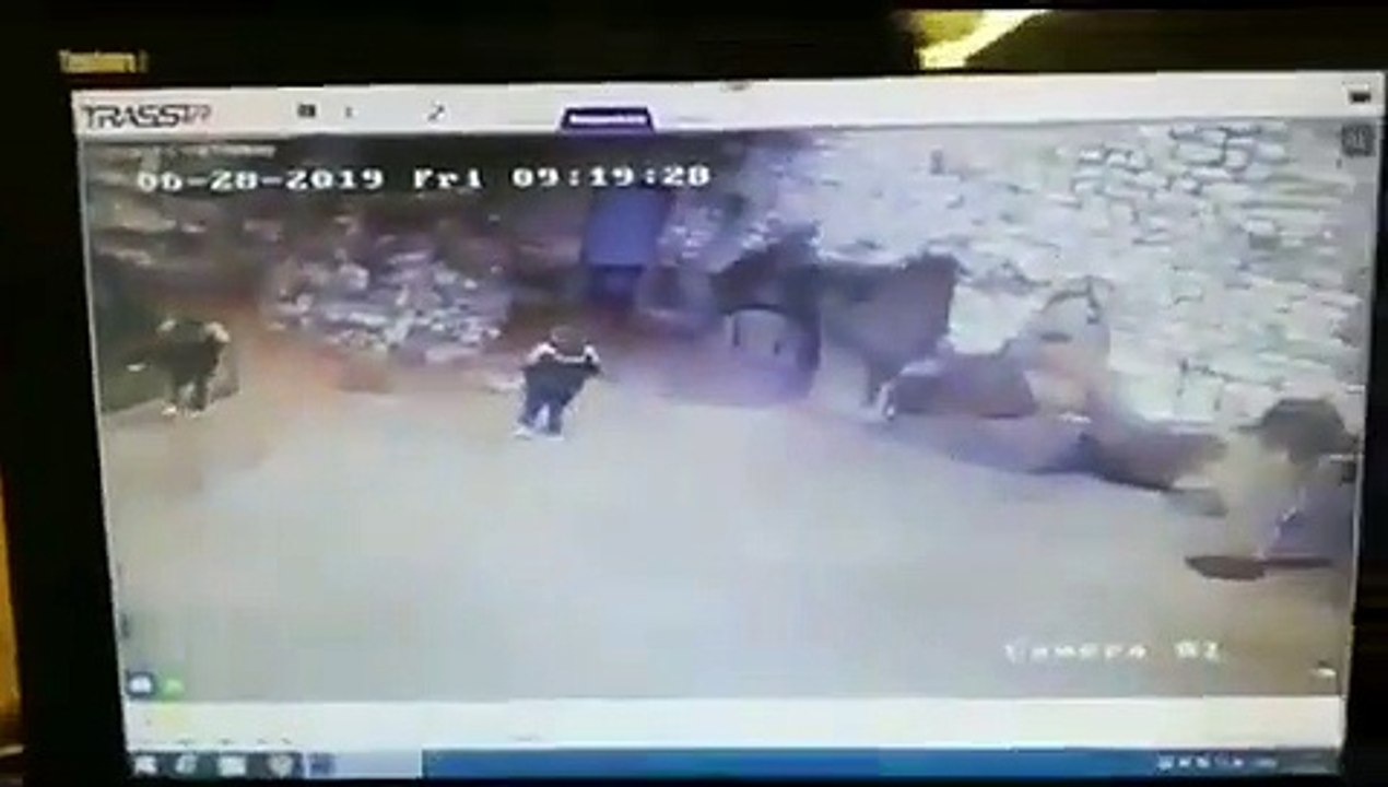 Une employée d’un Zoo se retrouve enfermée dans l'enclos d'un ours blanc !