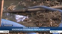Kekeringan, Ratusan Petani Cabai di Yogyakarta Manfaatkan Kubangan Air Sungai