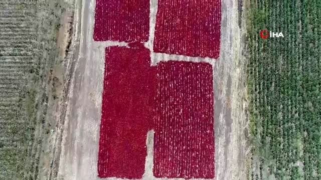 Gastronomi kentinde türkülerle biber hasadı havadan görüntülendi