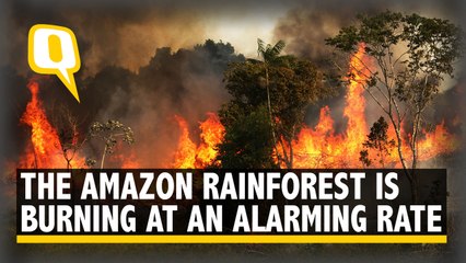 The Amazon Rainforest is Burning at an Alarming Rate & You Should Be Worried