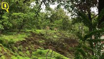 Protests Erupt as BMC Okays Felling of 2,700 Trees in Aarey Forest