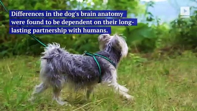Different Dog Breeds Have Different Brains, Study Finds