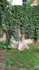 Fluffy Dog Forces Way Through Fence