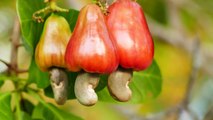 People Can't Believe That THIS Is How Cashews Grow