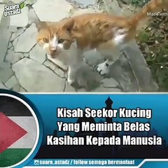 Kisah Seekor kucing VIRAL