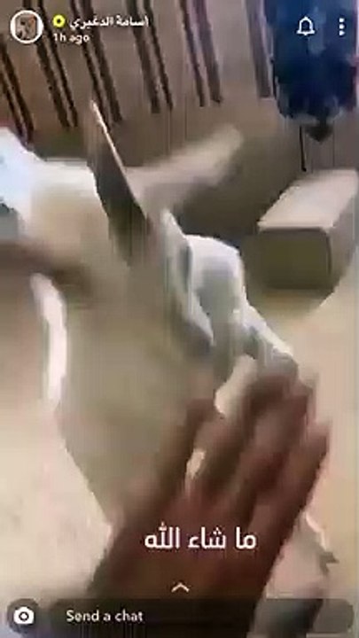 Bu nasıl ev: Aslan, kuzu, maymun, mirket besliyor