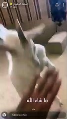 Bu nasıl ev: Aslan, kuzu, maymun, mirket besliyor