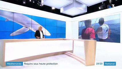 Les requins sous haute protection en Méditerranée