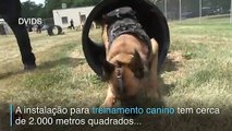 Cães em treinamento