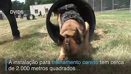 Cães em treinamento