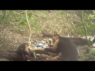 Des singes du Panama seraient entrés dans l'âge de pierre