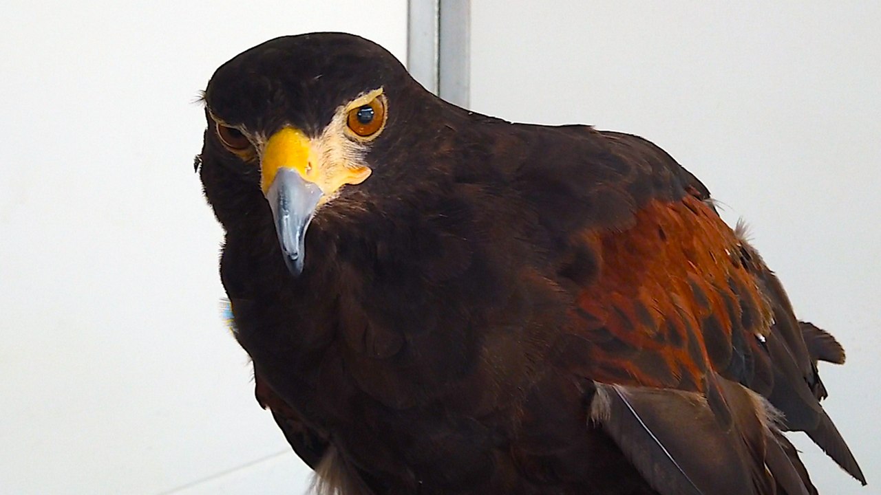 Meet Merlin the Harris' Hawk