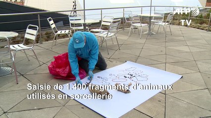 Colombie: saisie de morceaux d'un millier d'animaux utilisés en sorcellerie