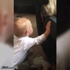 Pug se niega a despertar pese a los intentos de su pequeño dueño