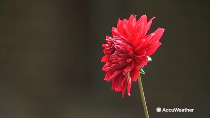 Taking time to smell the flowers