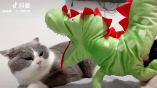 Cats Doing Funny & Cute Things 2019  Funny Cat Vines compilation 