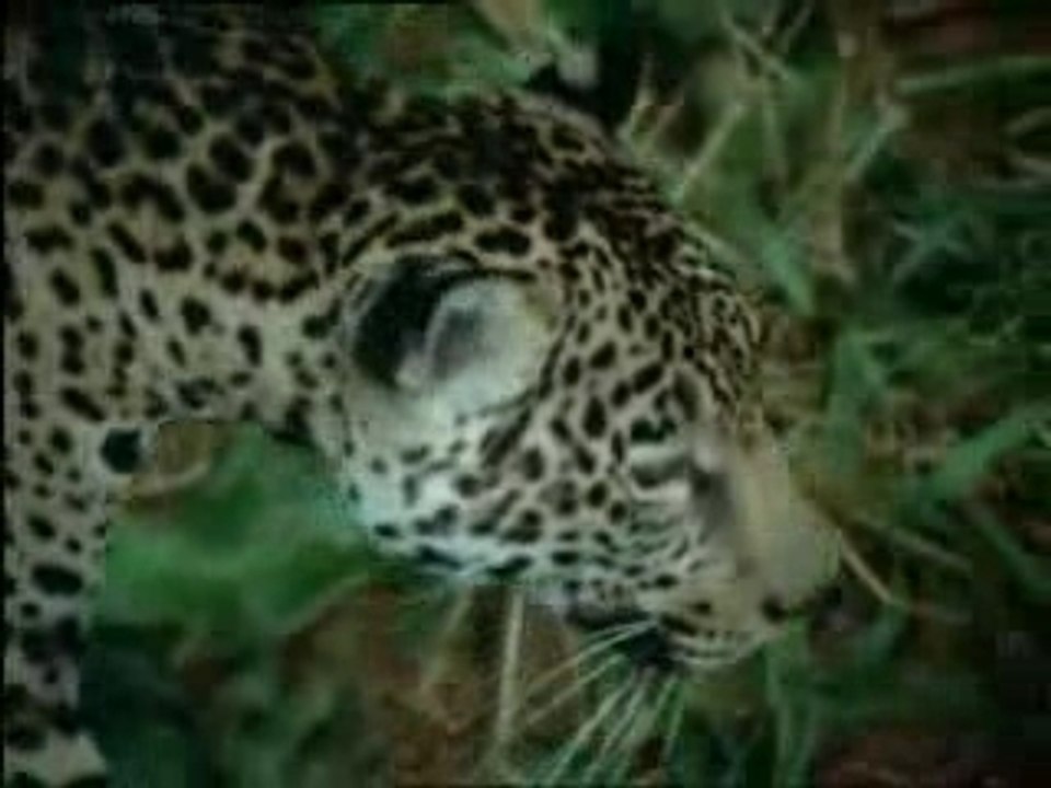 Jaguar Combat
