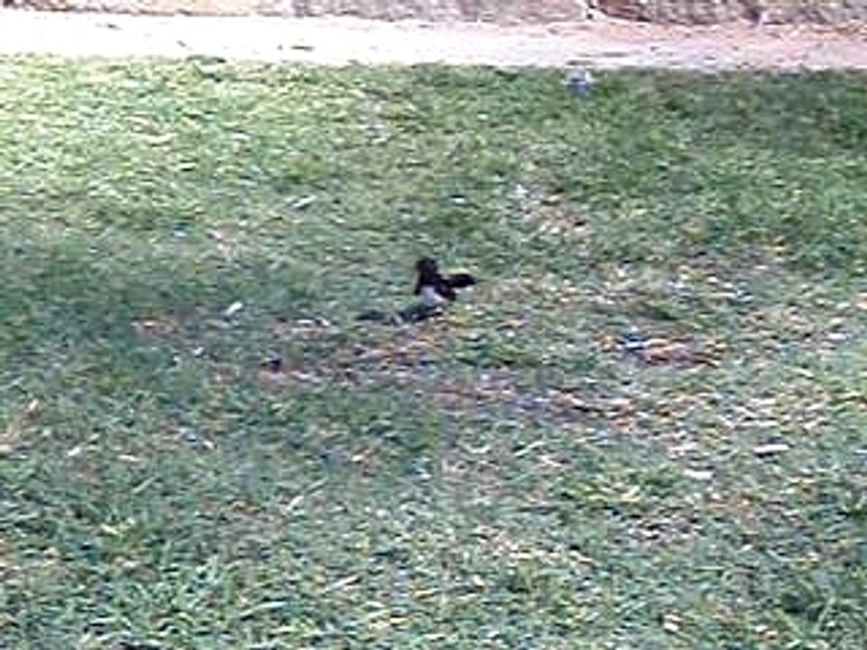 petit oiseau rigolo