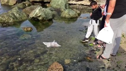 Zıpkınla öldürülen Vatoz balığı kıyıya vurdu