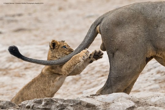 Voici les animaux les plus drôles des Comedy Wildlife Photography Awards