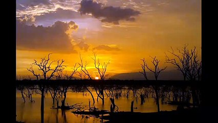 Discover the Hidden Leopards of Yala National Park 🐆