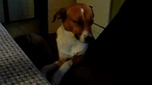 Pipino