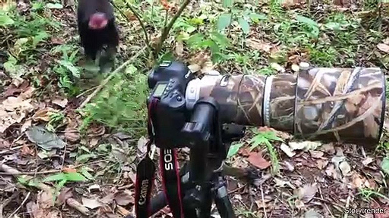 A Giant Mosquito Tornado