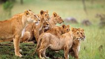 La manada de leones se da 'tan pancha' una vuelta por las calles del pueblo