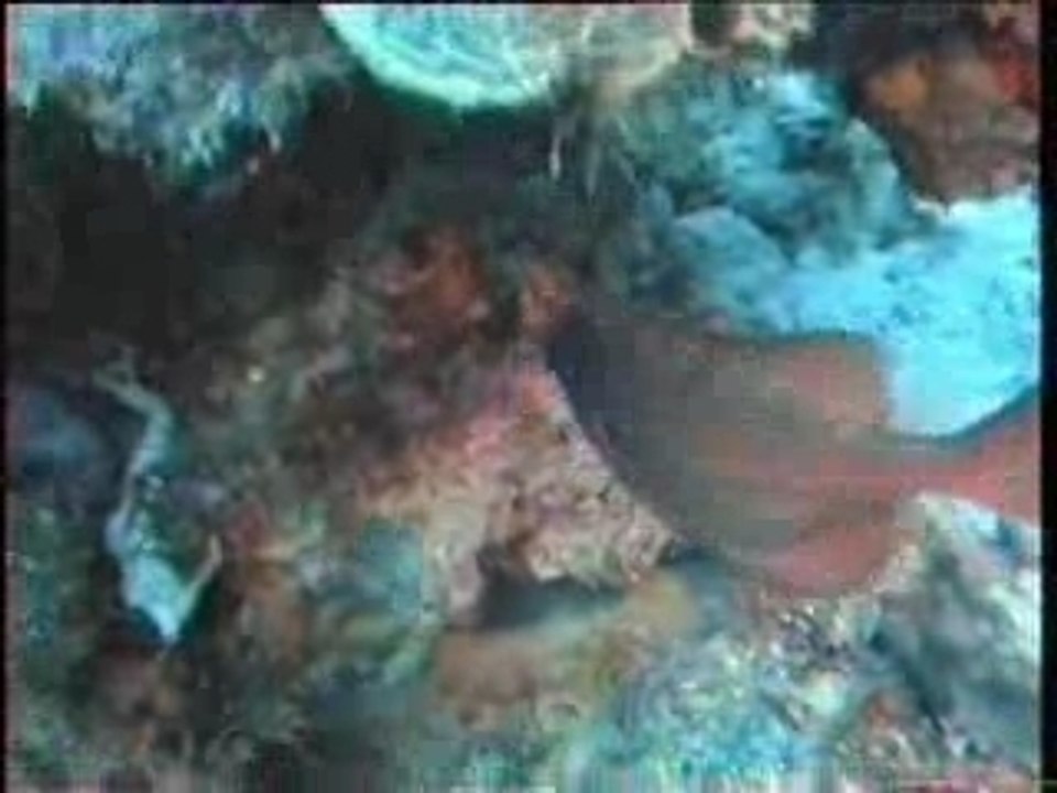 PLONGEE GUADELOUPE
