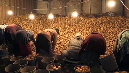 Üretimdeki artış patates fiyatını düşürdü - NEVŞEHİR