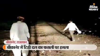 बीकानेर में टिड्डी दल का फसलों पर हमला