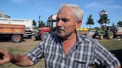 Ayçiçeği Üreticileri Fiyatlardan Memnun Değil