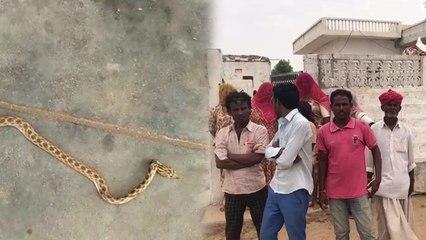 पीवणा सांप जो इंसान की छाती पर बैठकर मुंह में छोड़ता है जहर, एक परिवार को 19 बार  बना शिकार