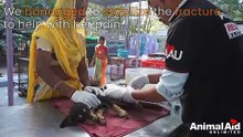 Rescue of adorable puppy with crushed leg