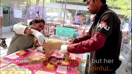 Rescuing a cutie pie in pain