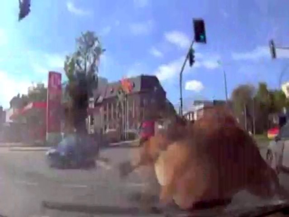 Polonya'da geyikten sürücü adayına unutamayacağı sürüş dersi