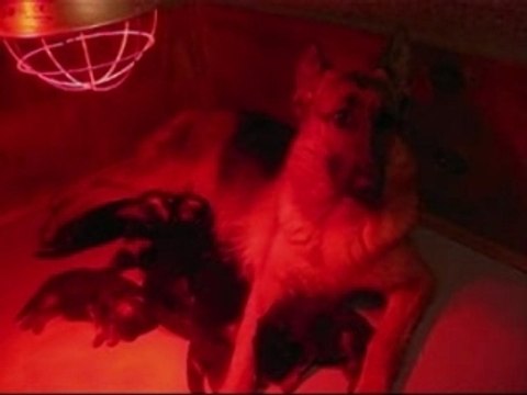 CHIOTS DE BAIKA ET TINO_0001