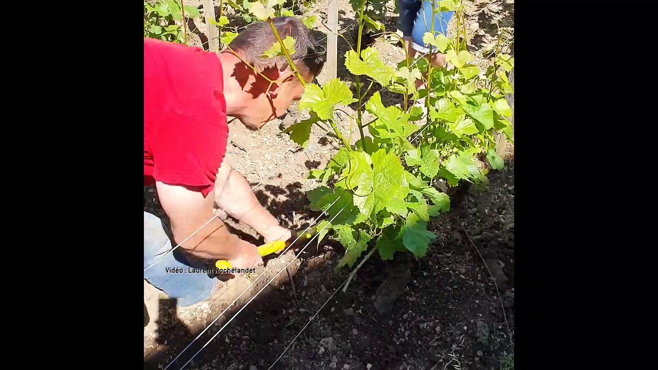 Un viticulteur plante un slip dans ses vignes