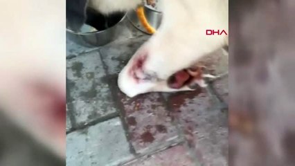 Samsun tüfekle vurulan kangal'ın ameliyat olması gerekiyor