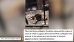 Utah Park Responds After Video Of Lion Sparks Outrage On Social Media