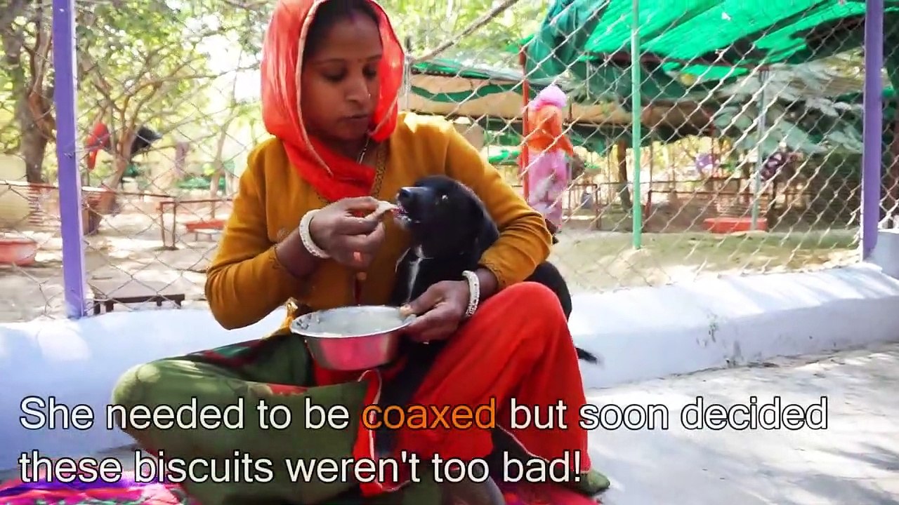 Puppy with intestine bursting out of wound rescued