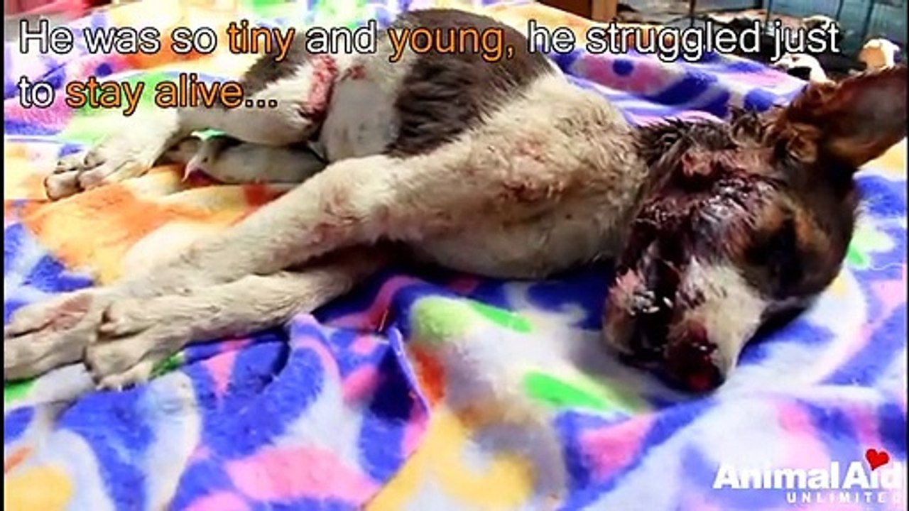 Severe head injury rescue of dying puppy