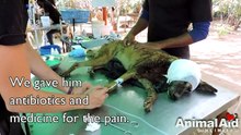 Dog almost killed by flies recovers
