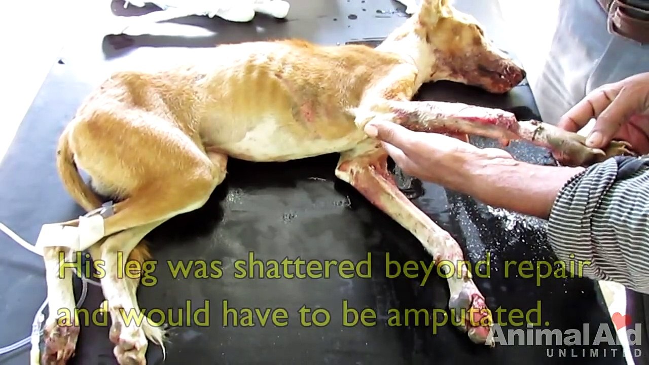 Brutally injured puppy DEFIES ALL ODDS--Watch his astounding transformation