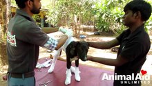 Puppy saved after fall in boiling water