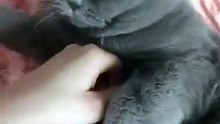 قطوة أباكلها إن شاء الله
