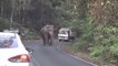 Un éléphant bloque la route en Inde... Impressionnant