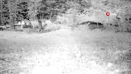 Mezarlıktaki fotokapana çakal ve yavruları takıldı