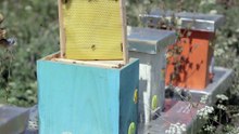 Bee Keeper on a Bee Farm